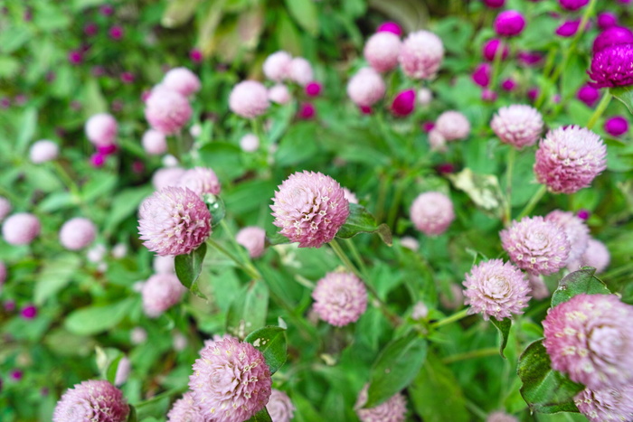 苋菜，花，植物，广角，自然，花，夏天，特写