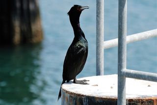 远洋鸬鹚, 鸟, 鸬鹚, 太平洋, 海岸, 动物世界, 性质, 脊椎动物