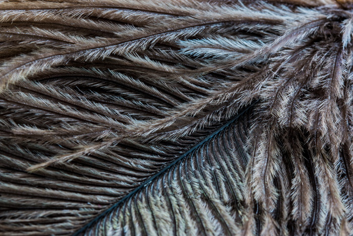 strauss spring，feather，close，macro，春季连衣裙，背景，图案，全框架