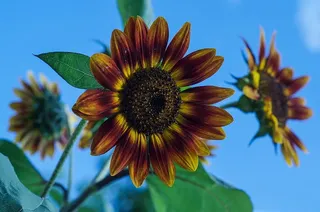 美国，米德尔顿，橙色，向日葵，绿色，黄色，蓝色，花朵