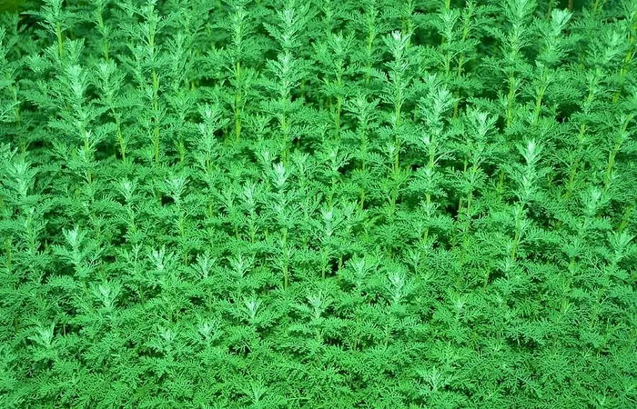 灌木，冬天，冬天灌木，灌木，绿色，背景，夏天绿色，春天