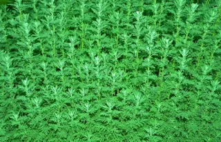 灌木，冬天，冬天灌木，灌木，绿色，背景，夏天绿色，春天