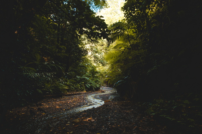 森林风景