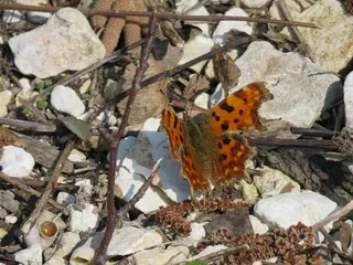 肯特，英国，吉林厄姆，无脊椎动物，动物，昆虫，自然，植物