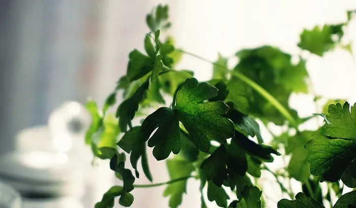 草本植物，欧芹，叶，植物，绿色，植物部分，绿色，叶