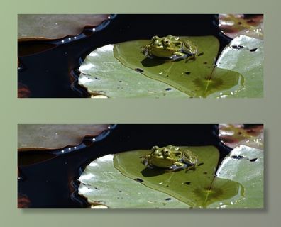 青蛙，水，百合花池塘，池塘，绿色，百合花垫，自然，高