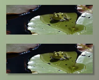 青蛙，水，百合花池塘，池塘，绿色，百合花垫，自然，高