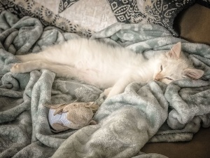 猫，白色，睡眠，毯子，床，猫，玩具，拥抱