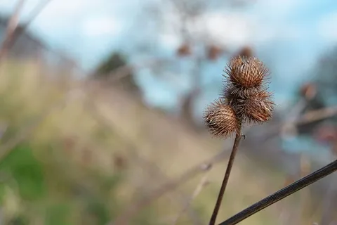 蓟,冬天,自然,植物,花卉,模糊,户外,枯萎的花 蓟,冬天,自然,植物,花卉,模糊,户外,枯萎的花