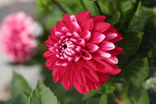 花, 佐治亚州, 花园, 夏天, 植物群, 红色, 脆, 美味