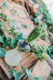玻璃花瓶中的绿叶植物特写照片