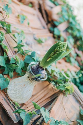玻璃花瓶中的绿叶植物特写照片