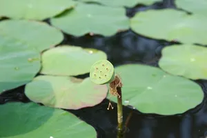 睡莲，封闭，花蕾，池塘，水生植物，花，水，自然