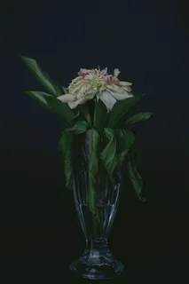 白色和粉色开花绿叶植物中心 白色和粉色开花绿叶植物中心
