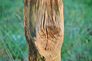 自然、树木、道路、木材、景观、秋天、说明、注重前景