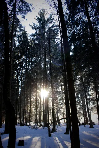 白天雪地上树木的低角度摄影