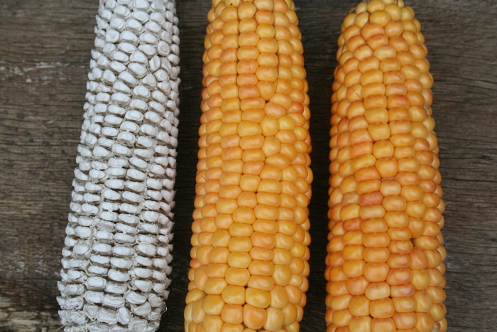 玉米棒，玉米，黄金，橙色，黄色，天然，蔬菜，谷物