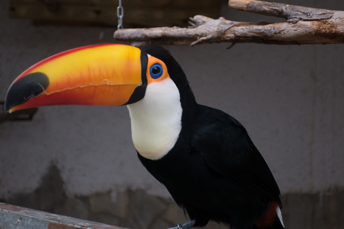 峰，鸟，动物园，巨嘴鸟，奇异的鸟，眼睛，动物主题，动物