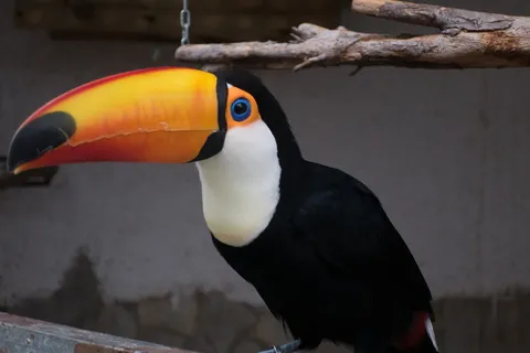 峰，鸟，动物园，巨嘴鸟，奇异的鸟，眼睛，动物主题，动物