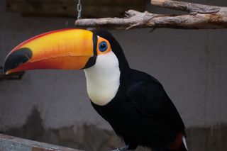 峰，鸟，动物园，巨嘴鸟，奇异的鸟，眼睛，动物主题，动物