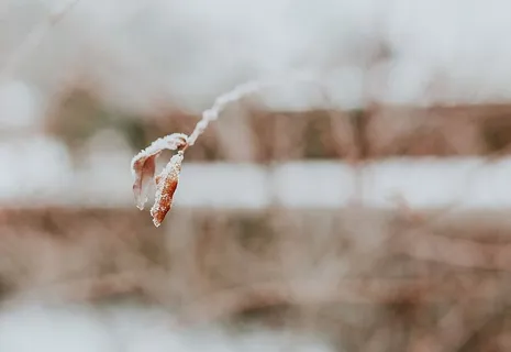 雪树特写 雪树特写