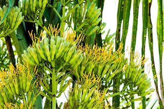 龙舌兰花，龙舌兰，花序，花朵，生长，绿色，植物，自然之美