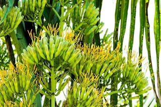 龙舌兰花，龙舌兰，花序，花朵，生长，绿色，植物，自然之美