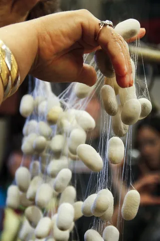 人、持有、捕鱼、网、蚕、茧、丝、制造