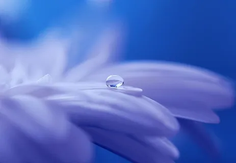显微镜,照片,露珠,水滴,滴水,花,植物,关闭 显微镜,照片,露珠,水滴,滴水,花,植物,关闭