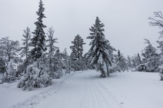 雪，冬天，霜冻，低温，树木，植物，针叶树，土地