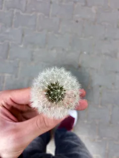 土耳其，巴特恩，手，蒲公英，宁静，人手，手，菜鸟图库