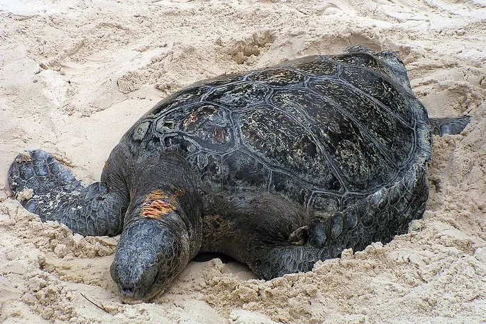 沙滩上的海鸥。