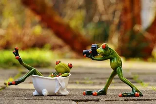 青蛙，躺着，浴缸，浴缸，摄影，摄影师，摄影，游泳