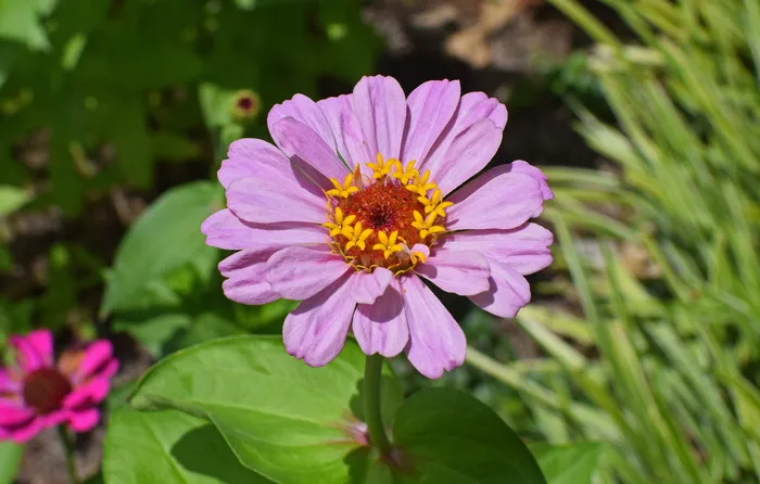 紫红色百日草，花朵，花朵，花朵，植物，花园，自然，五颜六色