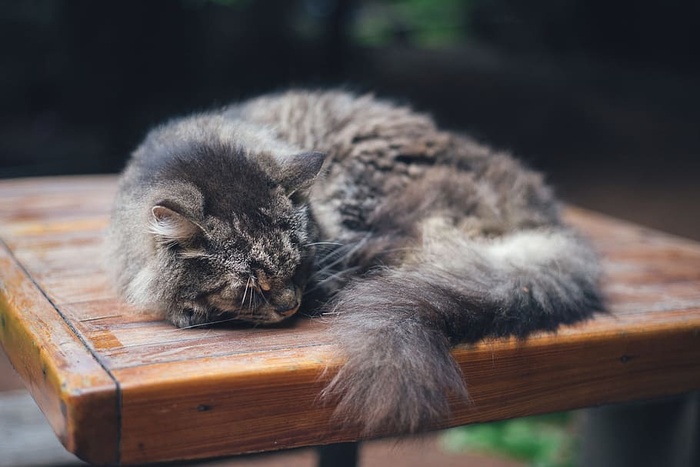 睡在桌子上的猫