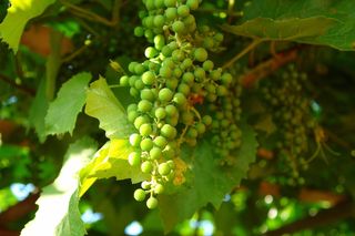 葡萄，绿葡萄，一串葡萄，未成熟，一串，洛扎，生长，绿色