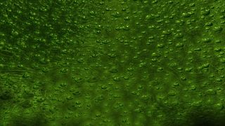 背景，玻璃，吹塑，绿色，3d，搅拌机，绿色，背景