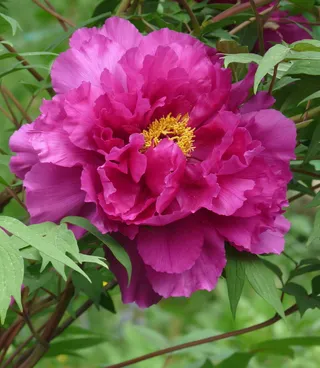 微距摄影, 粉红色, 牡丹花, Büte, 红色, 全, 强大, 花