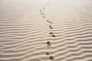 动物足迹、沙漠沙丘、沙子、脚印、海滩、沙漠、景观、自然