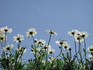 照片, 白天, 黛西, 背光, 透视, 花, magariten, 白色