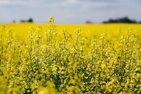 阳光明媚的油菜田
