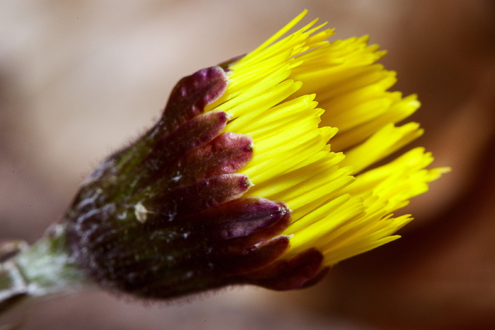 tussilago farfara, 开花, 森林, 黄色, 关闭, 早期布卢默, 止咳药