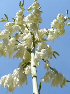 花朵,白色,布吕滕米尔,花朵饱满,丝状丝兰,丝状丝兰,龙舌兰科,百合 花朵,白色,布吕滕米尔,花朵饱满,丝状丝兰,丝状丝兰,龙舌兰科,百合