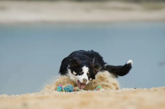 边境牧羊犬，狗，球类游戏，山猫，游戏，一种动物，动物主题，家养