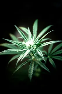 特写,大麻植物,绿色,叶子,植物,叶子,自然,草药 特写,大麻植物,绿色,叶子,植物,叶子,自然,草药