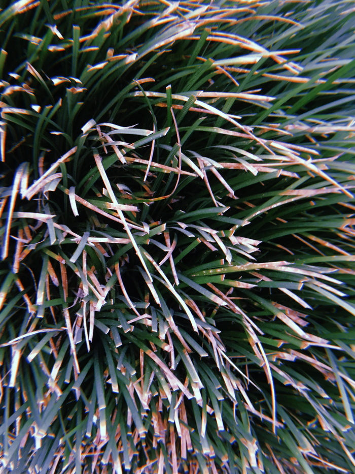 绿叶植物俯视图