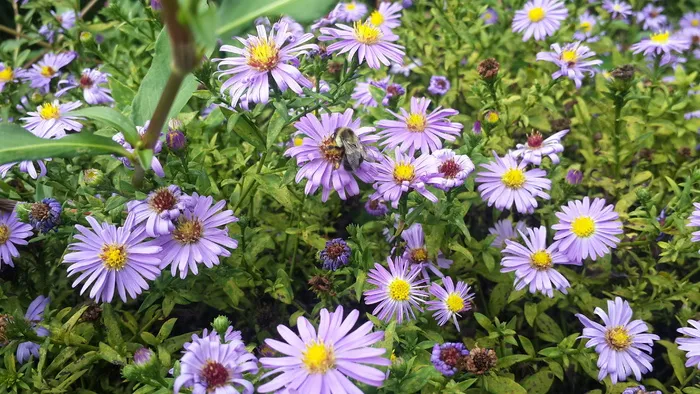 紫色，花朵，夏天，花朵，自然，植物，花朵，花园