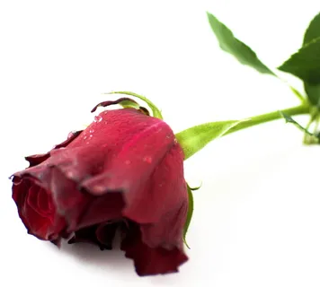 玫瑰,花朵,自然,玫瑰花瓣,玫瑰花,粉红玫瑰,玫瑰花,红玫瑰 玫瑰,花朵,自然,玫瑰花瓣,玫瑰花,粉红玫瑰,玫瑰花,红玫瑰