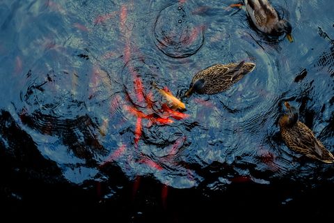 水面上三只棕色鸭子的鸟瞰图