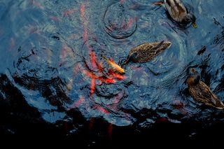 水面上三只棕色鸭子的鸟瞰图